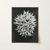 Black-and-white Photographic Print Dense Cluster Star-shaped Milkweed Flowers Karl Blossfeldt Art, Asclepias Speciosa, Mesmerizing