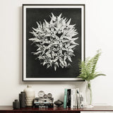 Asclepias Speciosa (showy Milkweed) - Karl Blossfeldt Art Print / Canvas Framed Black White Photograph Spiky Spherical Botanical Structure
