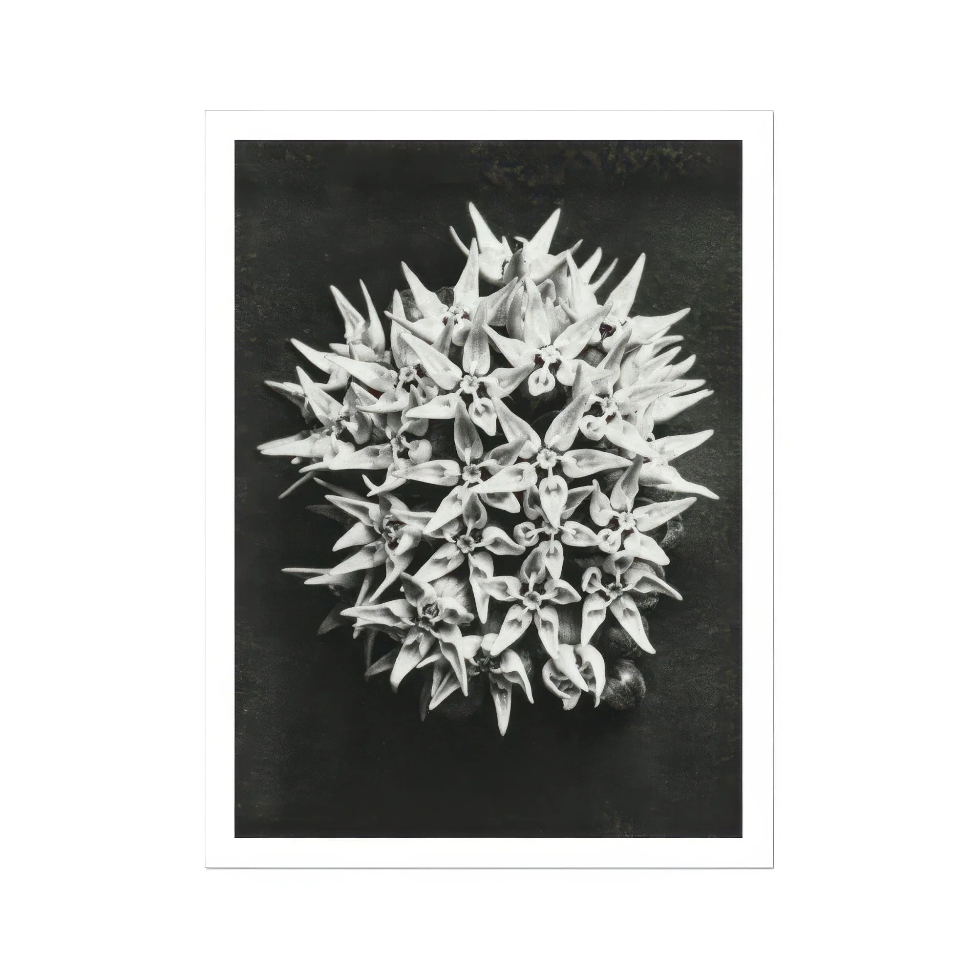 Asclepias Speciosa (showy Milkweed) - Karl Blossfeldt Art Print, Cluster White Star-shaped Flowers Photographed Black