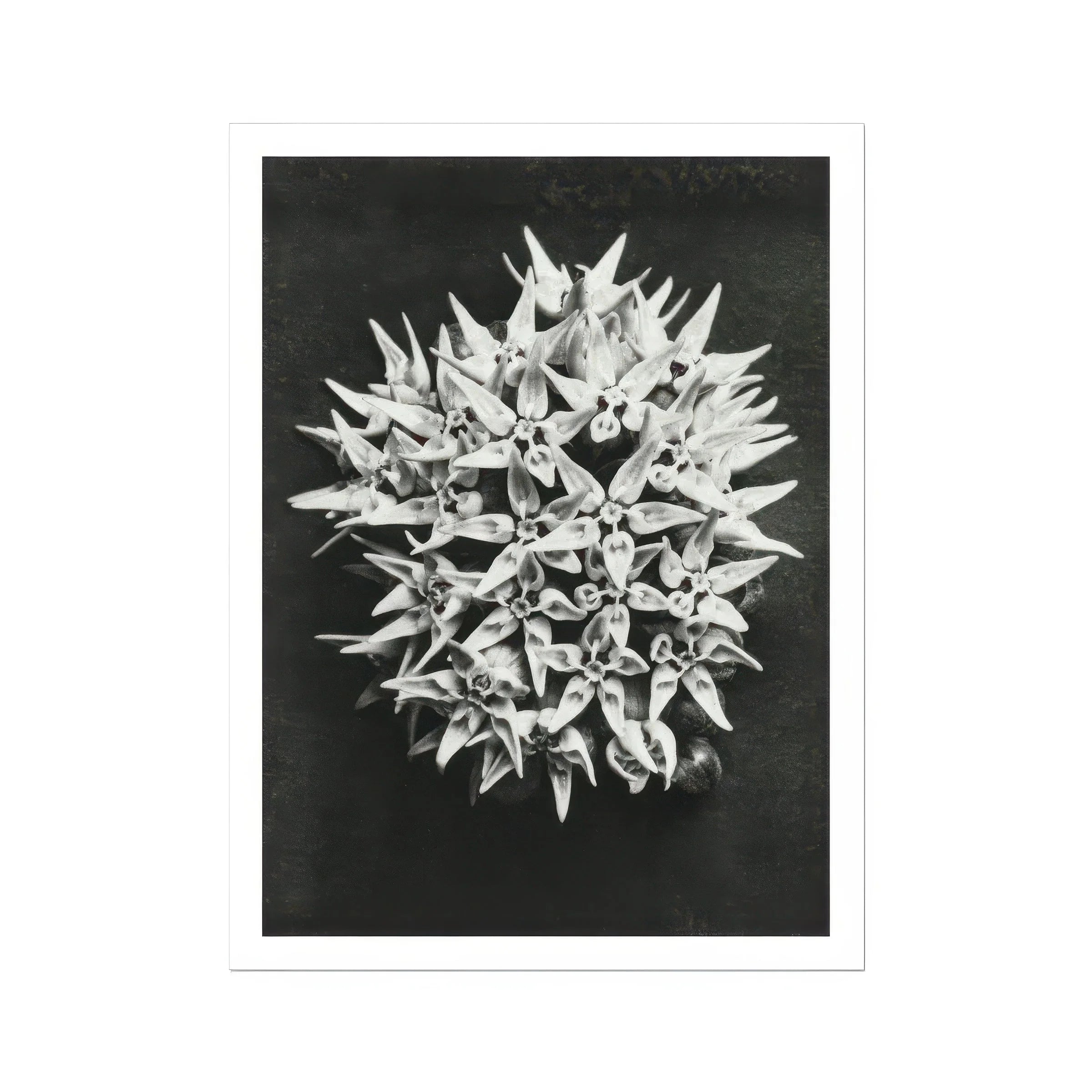 Asclepias Speciosa (showy Milkweed) - Karl Blossfeldt Art Print Posters Prints & Visual Artwork