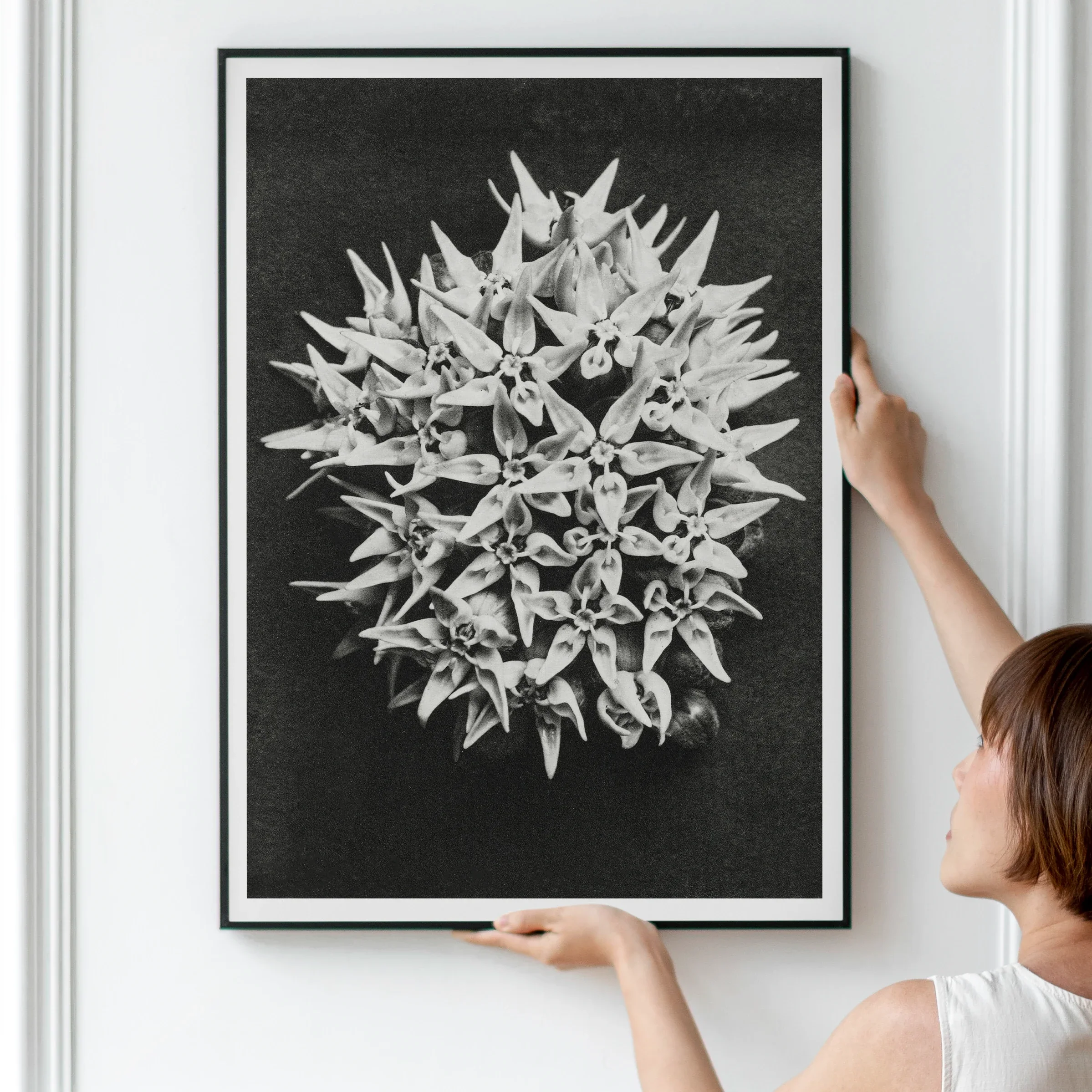 Asclepias Speciosa (showy Milkweed) - Karl Blossfeldt Art Print 24’’x32’’ Posters Prints & Visual Artwork