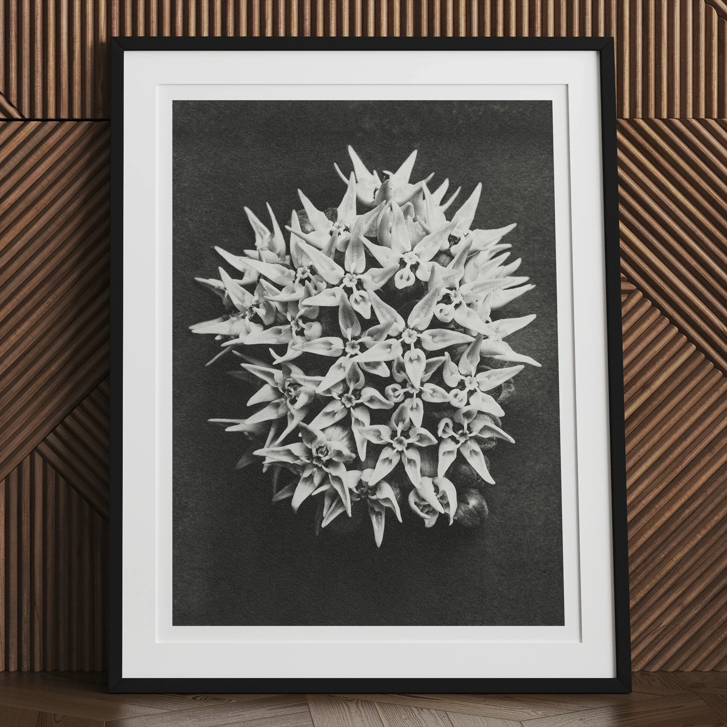 Asclepias Speciosa (showy Milkweed) - Karl Blossfeldt Art Print 30’’x40’’ Posters Prints & Visual Artwork