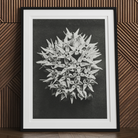 Asclepias Speciosa (showy Milkweed) - Karl Blossfeldt Art Print 30’’x40’’ / Unframed Posters Prints & Visual Artwork