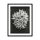 Asclepias Speciosa (showy Milkweed) Karl Blossfeldt Art Print, Spherical Cluster Spiky White Flowers Photographed Black