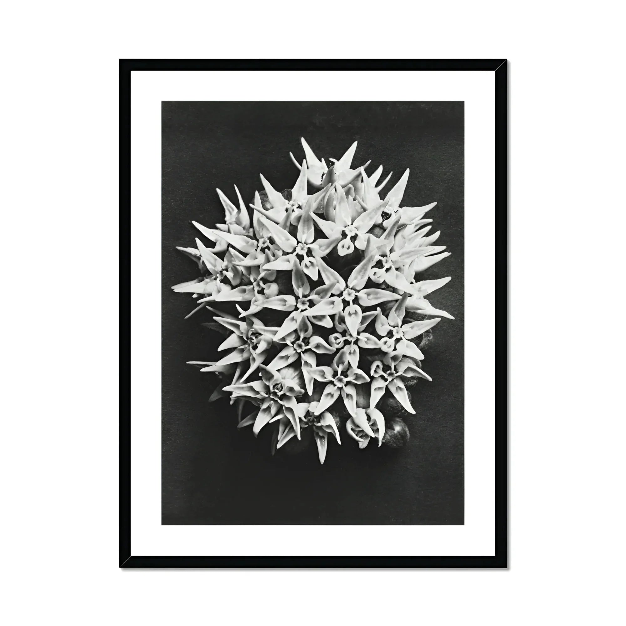 Asclepias Speciosa (showy Milkweed) - Karl Blossfeldt Art Print, Spherical Cluster Spiky White Flowers Photographed Black