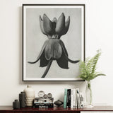 Asclepias Syriaca (common Milkweed) - Karl Blossfeldt Art Print, 16x20’’ / 41x51cm / Unframed, Black White Photograph Tulip Flower Bloom