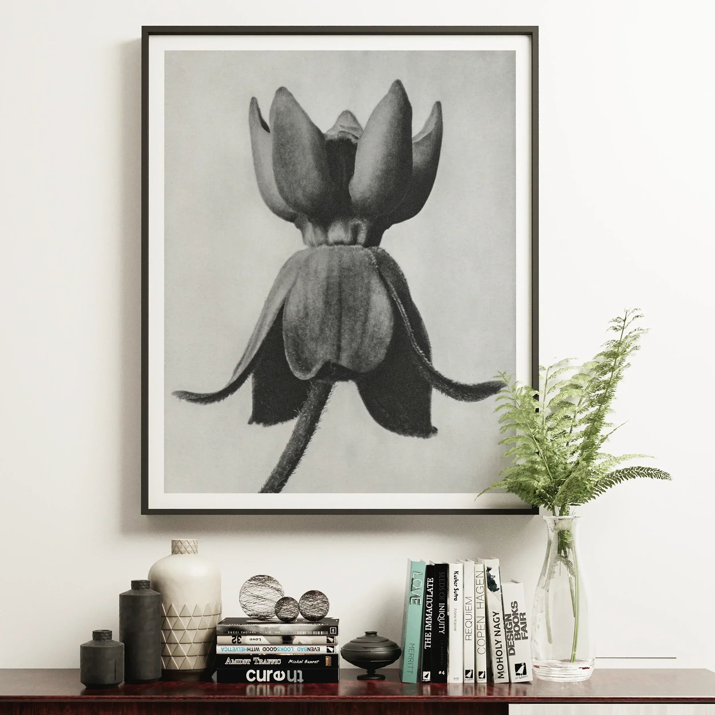 Asclepias Syriaca (common Milkweed) Karl Blossfeldt Art Print, 16x20’’ / 41x51cm / Unframed, Black White Photograph Tulip Flower Bloom