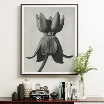 Asclepias Syriaca (common Milkweed) - Karl Blossfeldt Art Print, 16x20’’ / 41x51cm / Unframed, Black White Photograph Tulip Flower Bloom