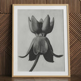 Asclepias Syriaca (common Milkweed) - Karl Blossfeldt Art Print, 24x32’’ / 61x81cm / Natural Frame / 2’’ Matboard, Posters Prints & Visual
