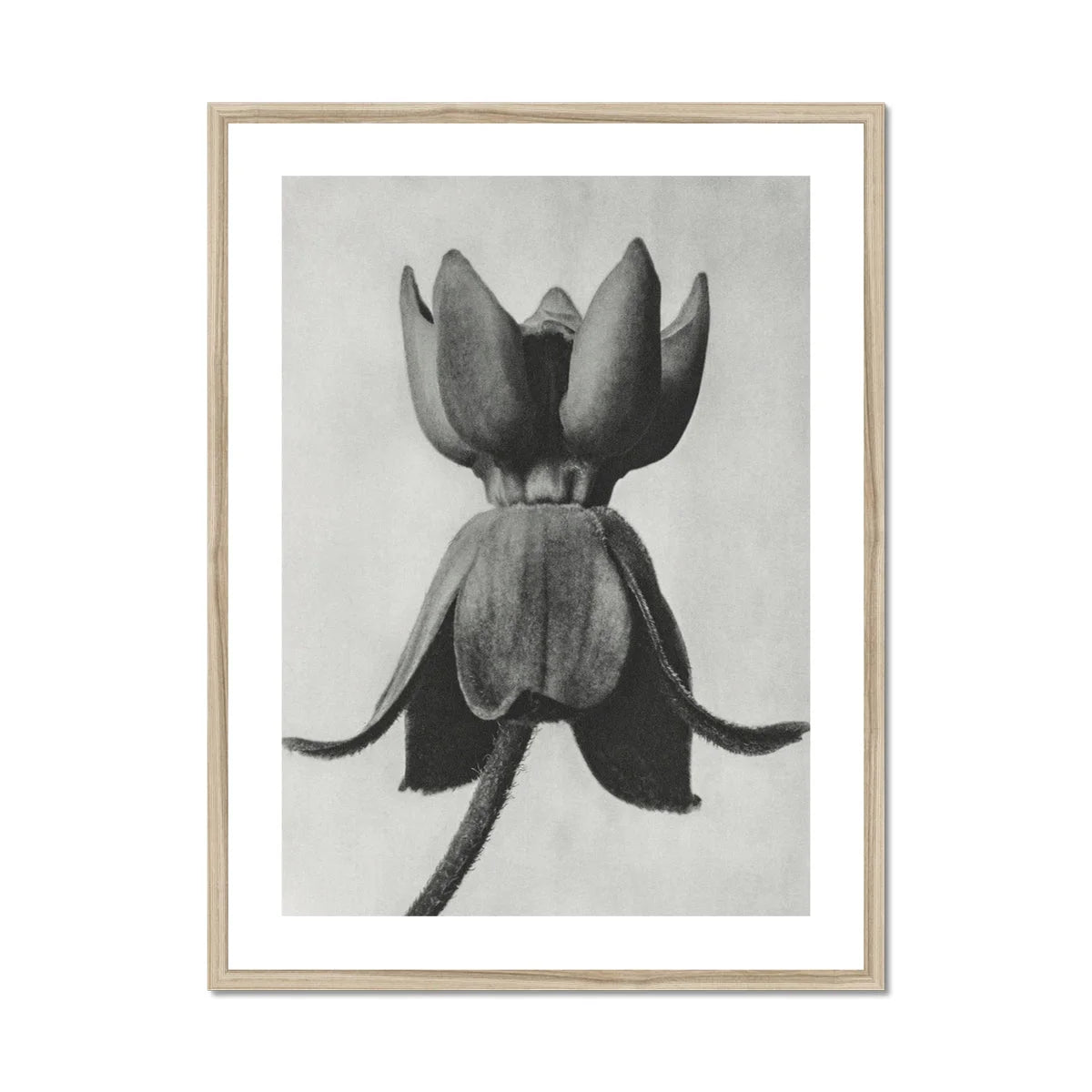 Asclepias Syriaca (common Milkweed) - Karl Blossfeldt Art Print Posters Prints & Visual Artwork