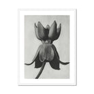 Asclepias Syriaca (common Milkweed) - Karl Blossfeldt Art Print Posters Prints & Visual Artwork