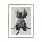 Asclepias Syriaca (common Milkweed) Karl Blossfeldt Art Print, Black White Photograph Flower Petals Spread Outward