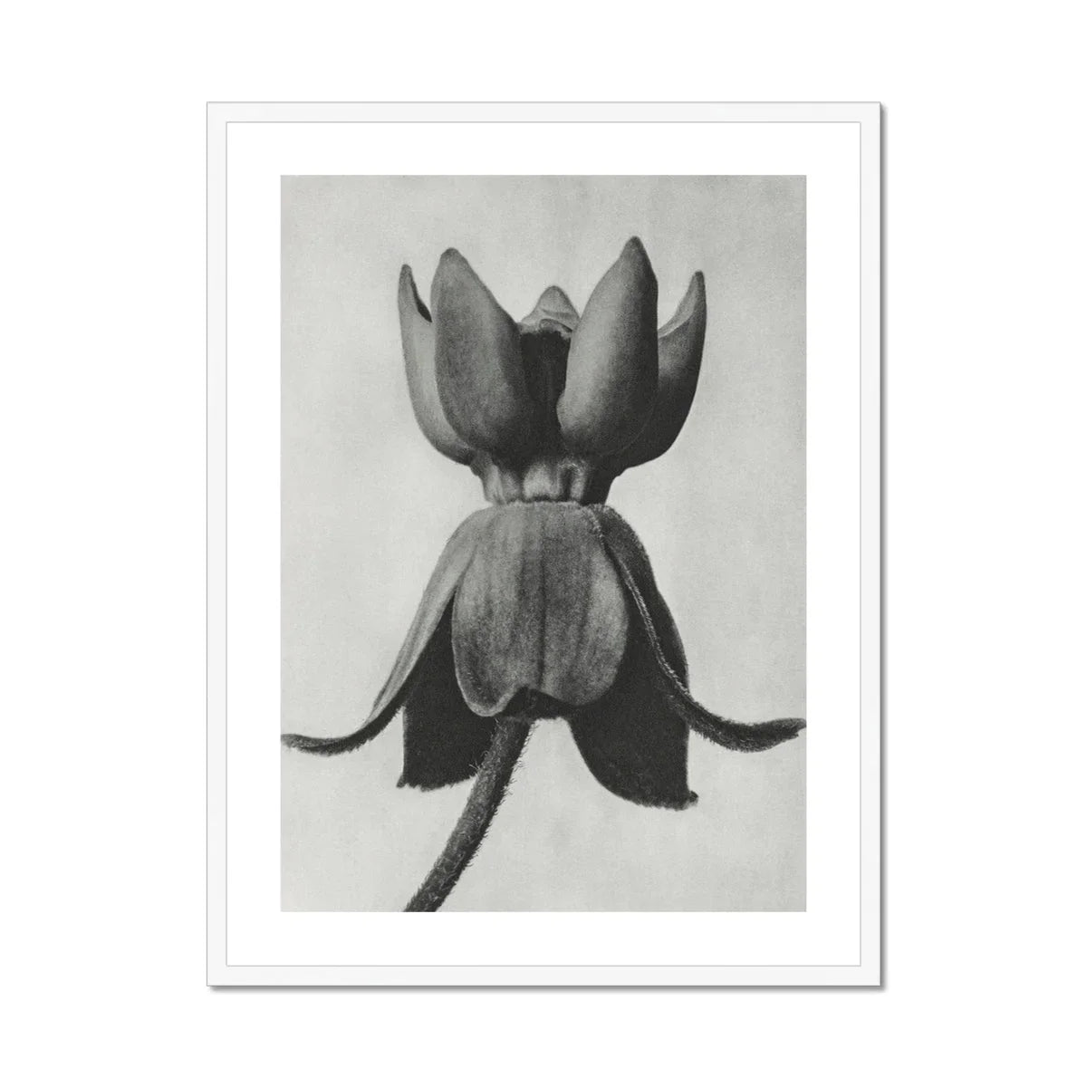 Asclepias Syriaca (common Milkweed) Karl Blossfeldt Art Print, Black White Photograph Flower Pointed Petals