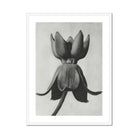 Asclepias Syriaca (common Milkweed) Karl Blossfeldt Art Print, Black White Photograph Flower Pointed Petals