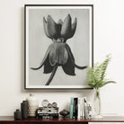 Asclepias Syriaca (common Milkweed) - Karl Blossfeldt Art Print 16’’x20’’ / Unframed Posters Prints & Visual Artwork