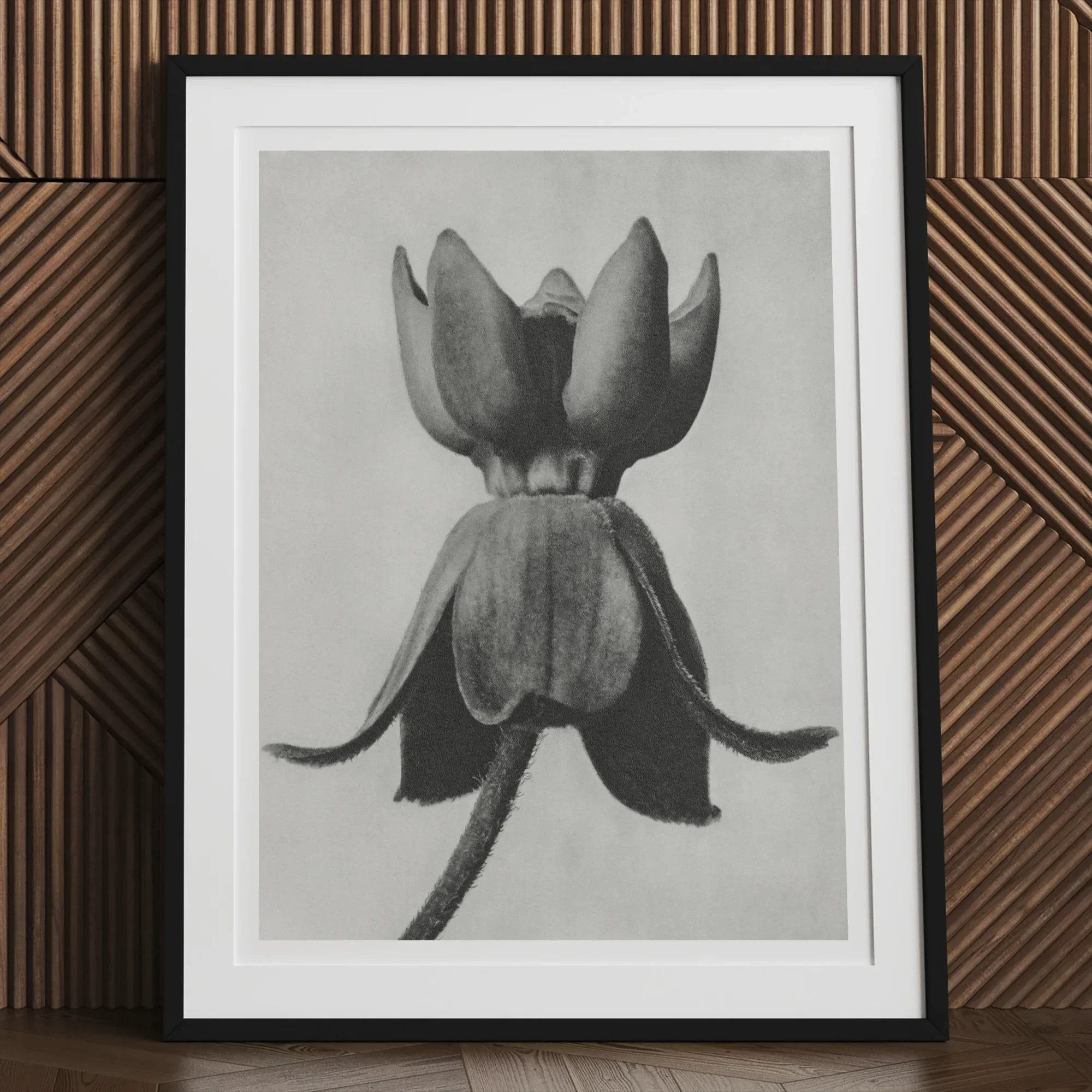 Asclepias Syriaca (common Milkweed) - Karl Blossfeldt Art Print 24’’x32’’ Posters Prints & Visual Artwork