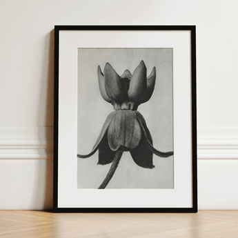 Asclepias Syriaca (common Milkweed) - Karl Blossfeldt Art Print / Canvas, 12x16’’ / 31x41cm / Black Frame / Matboard, Posters Prints &