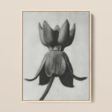 Asclepias Syriaca (common Milkweed) - Karl Blossfeldt Art Print / Canvas, 12x16’’ / 31x41cm / Natural Frame, Posters Prints & Visual