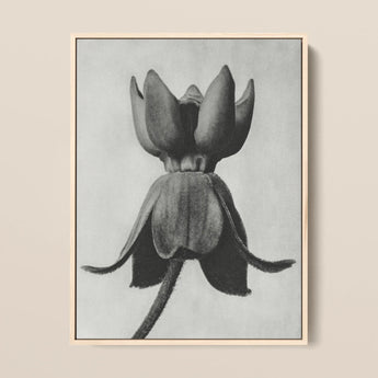 Asclepias Syriaca (common Milkweed) - Karl Blossfeldt Art Print / Canvas, 12x16’’ / 31x41cm / Natural Frame, Posters Prints & Visual