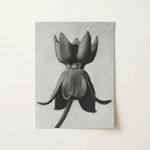 Asclepias Syriaca (common Milkweed) - Karl Blossfeldt Art Print / Canvas, 12x16’’ / 31x41cm / Unframed / no Border, Posters Prints & Visual