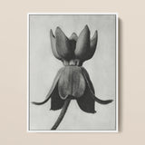 Asclepias Syriaca (common Milkweed) - Karl Blossfeldt Art Print / Canvas, 12x16’’ / 31x41cm / White Frame, Posters Prints & Visual Artwork,
