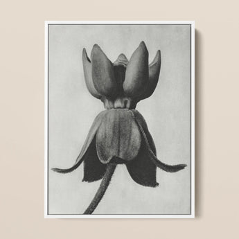 Asclepias Syriaca (common Milkweed) - Karl Blossfeldt Art Print / Canvas, 12x16’’ / 31x41cm / White Frame, Posters Prints & Visual Artwork,