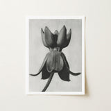 Asclepias Syriaca (common Milkweed) - Karl Blossfeldt Art Print / Canvas Black-and-white Pencil Flower Bud White-framed, Otherworldly