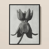 Asclepias Syriaca (common Milkweed) - Karl Blossfeldt Art Print / Canvas Black-framed Charcoal Closed Flower Bud Detailed Texture Karl