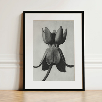 Asclepias Syriaca (common Milkweed) - Karl Blossfeldt Art Print / Canvas Black-framed Art Print Monochrome Photograph Unopened Flower Bud