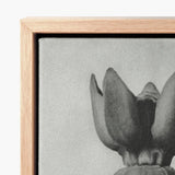 Minimalist Black-and-white Canvas Print Lotus Flower Light Wood Karl Blossfeldt, Asclepias Syriaca, Otherworldly Sculpture