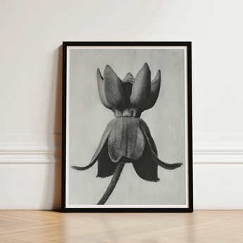 Black-framed Art Print Detailed Charcoal Sketch Upside-down Lotus Karl Blossfeldt, Asclepias Syriaca, Otherworldly Sculpture