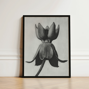 Black-framed Black-and-white Artwork Detailed Closed Flower Bud Karl Blossfeldt, Asclepias Syriaca, Otherworldly Sculpture