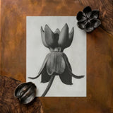 Black-and-white Pencil Flower Bud Textured Paper Karl Blossfeldt, Asclepias Syriaca, Otherworldly Sculpture