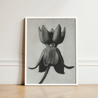 Framed Black-and-white Botanical Illustration Lotus Bud Elegant White Karl Blossfeldt, Asclepias Syriaca, Otherworldly Sculpture