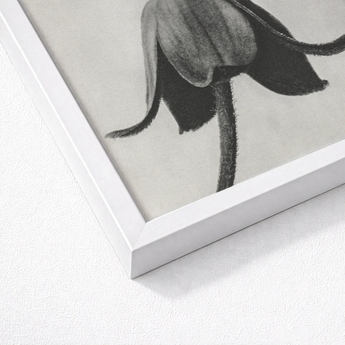 White Framed Black Botanical Print Flower Karl Blossfeldt, Asclepias Syriaca, Otherworldly Sculpture