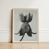 Minimalist Black-and-white Framed Art Print Detailed Charcoal Sketch Karl Blossfeldt, Asclepias Syriaca, Otherworldly Sculpture
