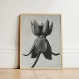 Minimalist Black-and-white Framed Art Print Detailed Pencil Sketch Karl Blossfeldt, Asclepias Syriaca, Otherworldly Sculpture
