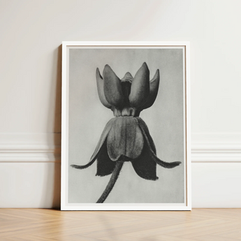 Black-and-white Framed Artwork Detailed Closed Lotus Flower Grayscale Karl Blossfeldt, Asclepias Syriaca, Otherworldly Sculpture