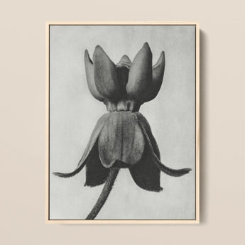 Asclepias Syriaca (common Milkweed) - Karl Blossfeldt Art Print / Canvas Framed Black-and-white Botanical Illustration Closed Flower Bud