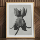 Asclepias Syriaca (common Milkweed) - Karl Blossfeldt Art Print / Canvas Framed Black-and-white Pencil Detailed Closed Flower Bud Textured