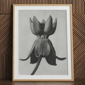 Asclepias Syriaca (common Milkweed) - Karl Blossfeldt Art Print / Canvas Framed Black-and-white Pencil Detailed Closed Flower Bud Textured