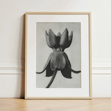 Asclepias Syriaca (common Milkweed) - Karl Blossfeldt Art Print / Canvas Minimalist Black-and-white Framed Art Print Detailed Pencil Sketch