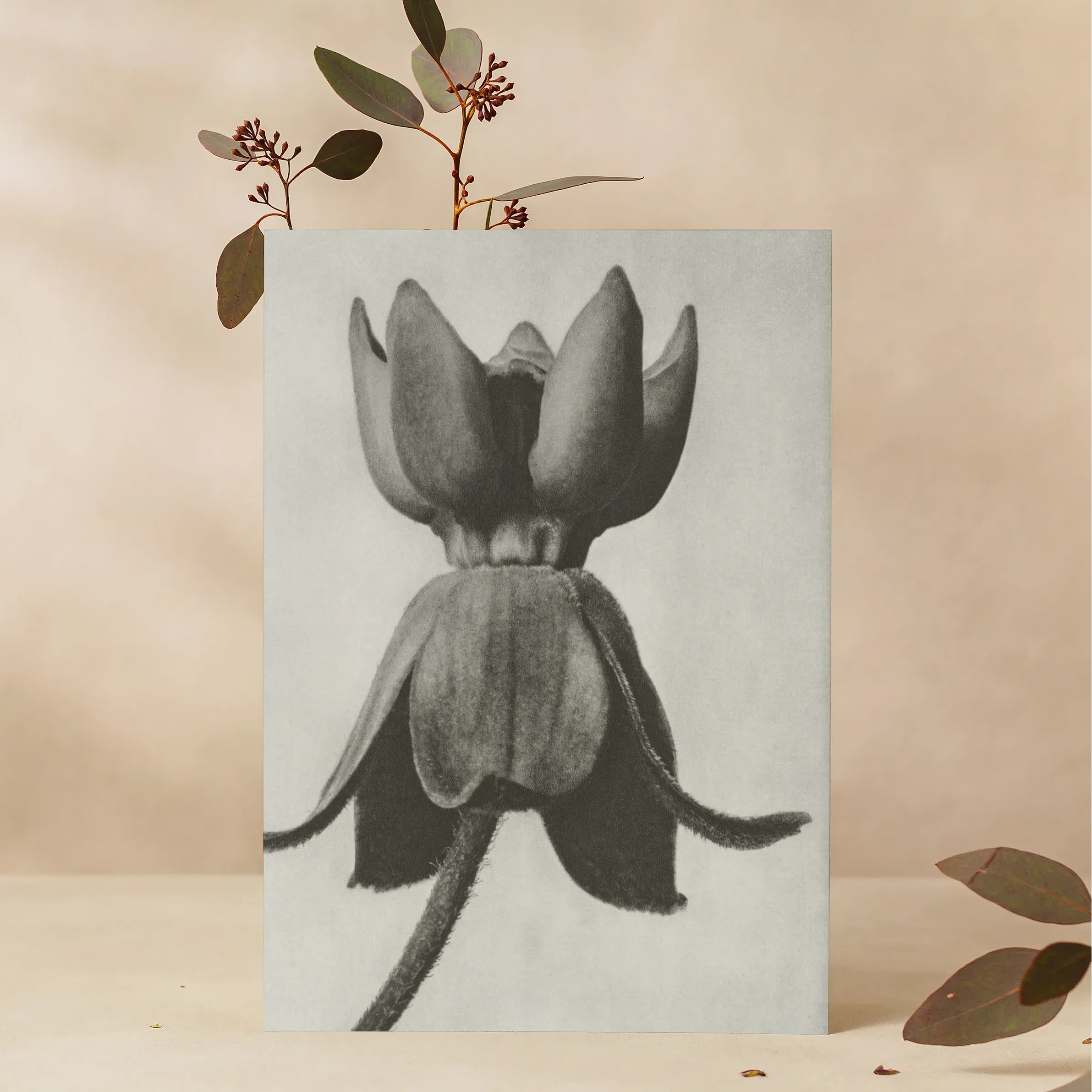 Asclepias Syriaca (common Milkweed) By Karl Blossfeldt Greeting Card - A5 Portrait / 1 Card - Notebooks & Notepads