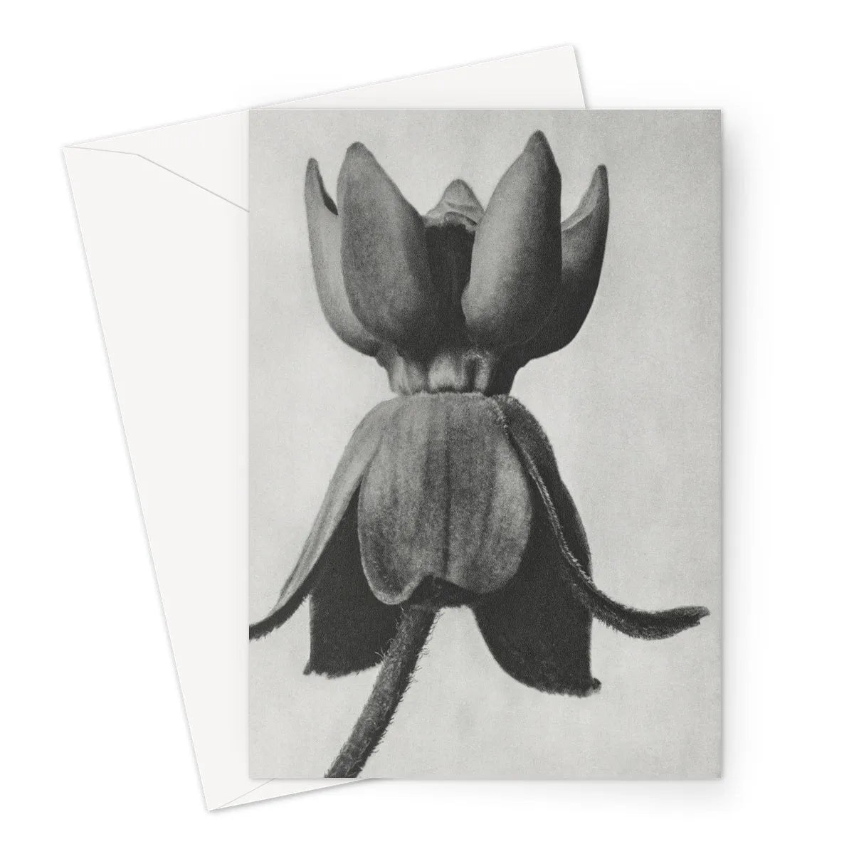 Asclepias Syriaca (common Milkweed) By Karl Blossfeldt Greeting Card - A5 Portrait / 1 Card - Notebooks & Notepads