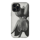 Asclepias Syriaca (common Milkweed) - Karl Blossfeldt Iphone Case - 12 Pro Max / Matte