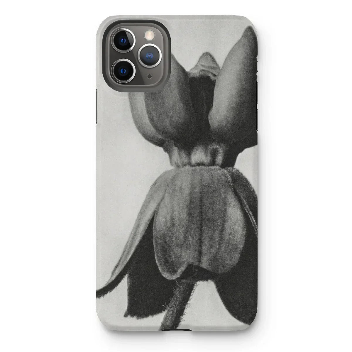 Asclepias Syriaca (common Milkweed) - Karl Blossfeldt Iphone Case - 11 Pro Max / Matte