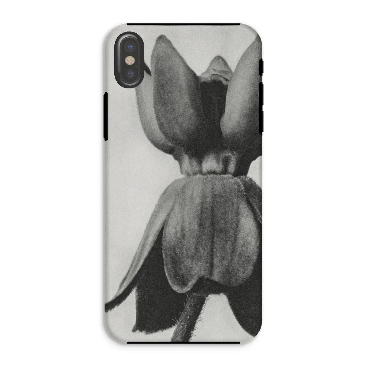 Asclepias Syriaca (common Milkweed) - Karl Blossfeldt Iphone Case - Xs / Matte