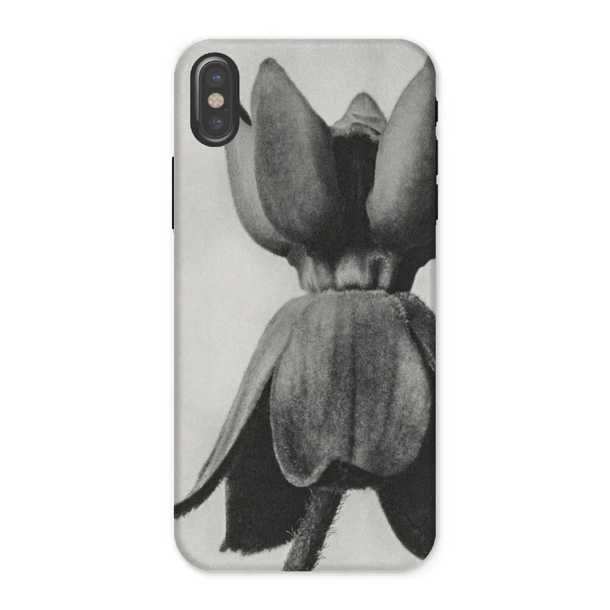 Asclepias Syriaca (common Milkweed) - Karl Blossfeldt Iphone Case - x / Matte