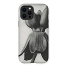 Asclepias Syriaca (common Milkweed) - Karl Blossfeldt Iphone Case - 13 Pro Max / Matte