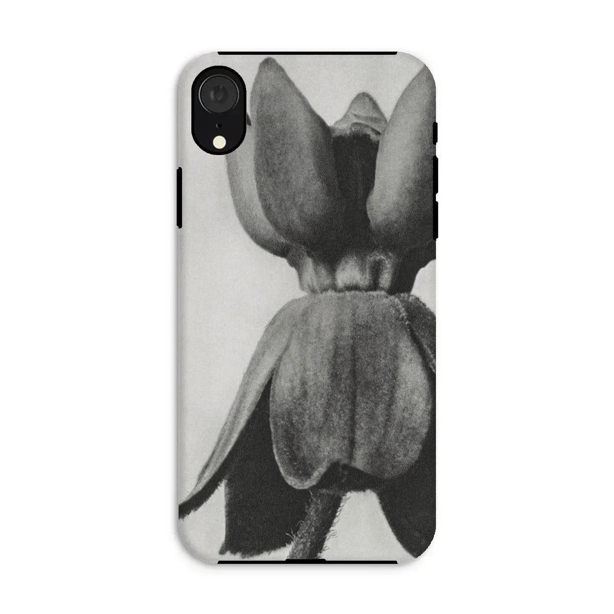 Asclepias Syriaca (common Milkweed) - Karl Blossfeldt Iphone Case - Xr / Matte